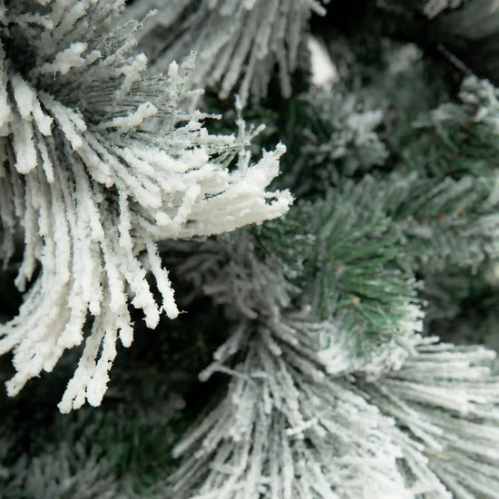 Pino Blanco Nevado, 2.4m
