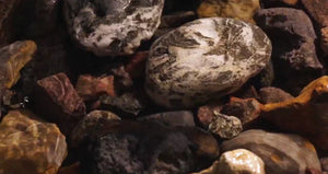 Feng Shui: La Armonía entre Espacio y Espíritu en tu Hogar