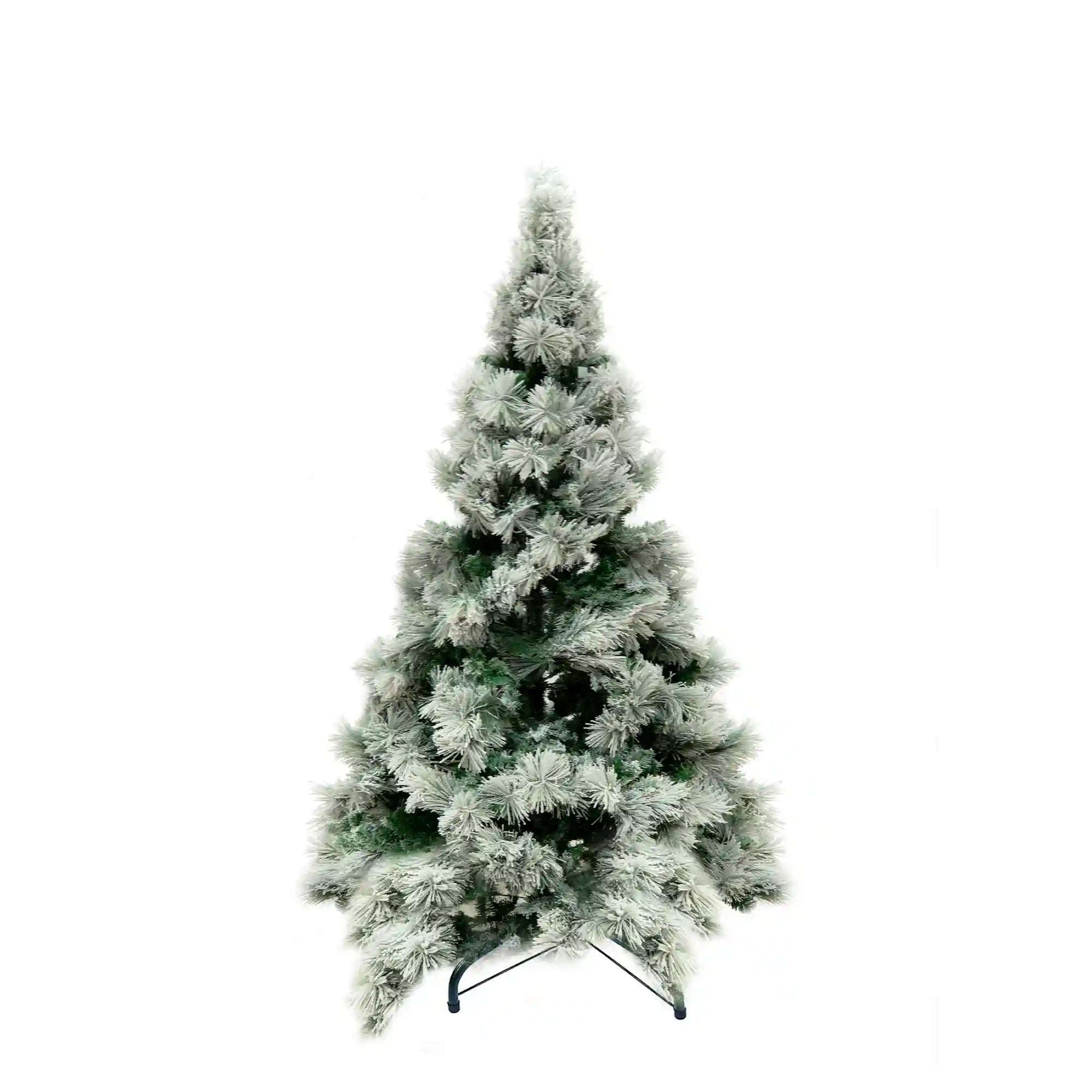 Pino Blanco Nevado, 2.4m