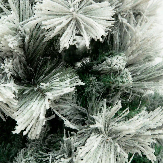 Pino Blanco Nevado, 3m